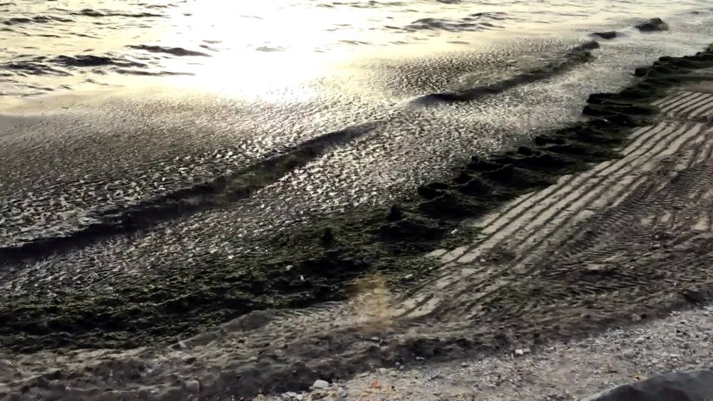 Sahil yosun ile kaplandı: 'Bu normal koku değil, incelenmesi gerek'