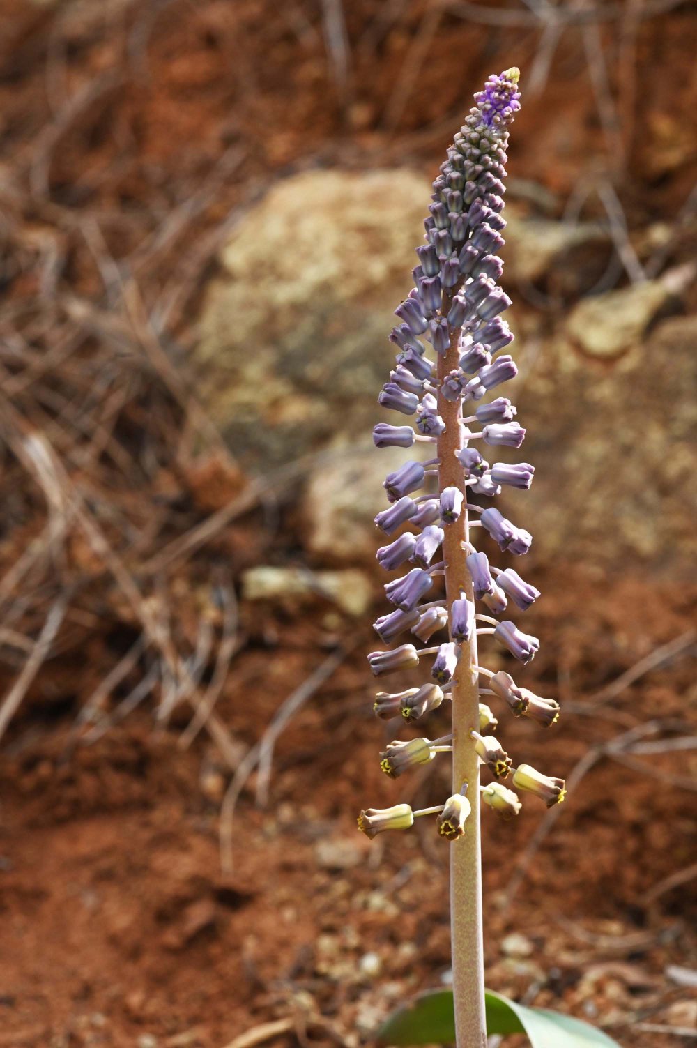 Muğla'da yeni bir bitki türü keşfedildi