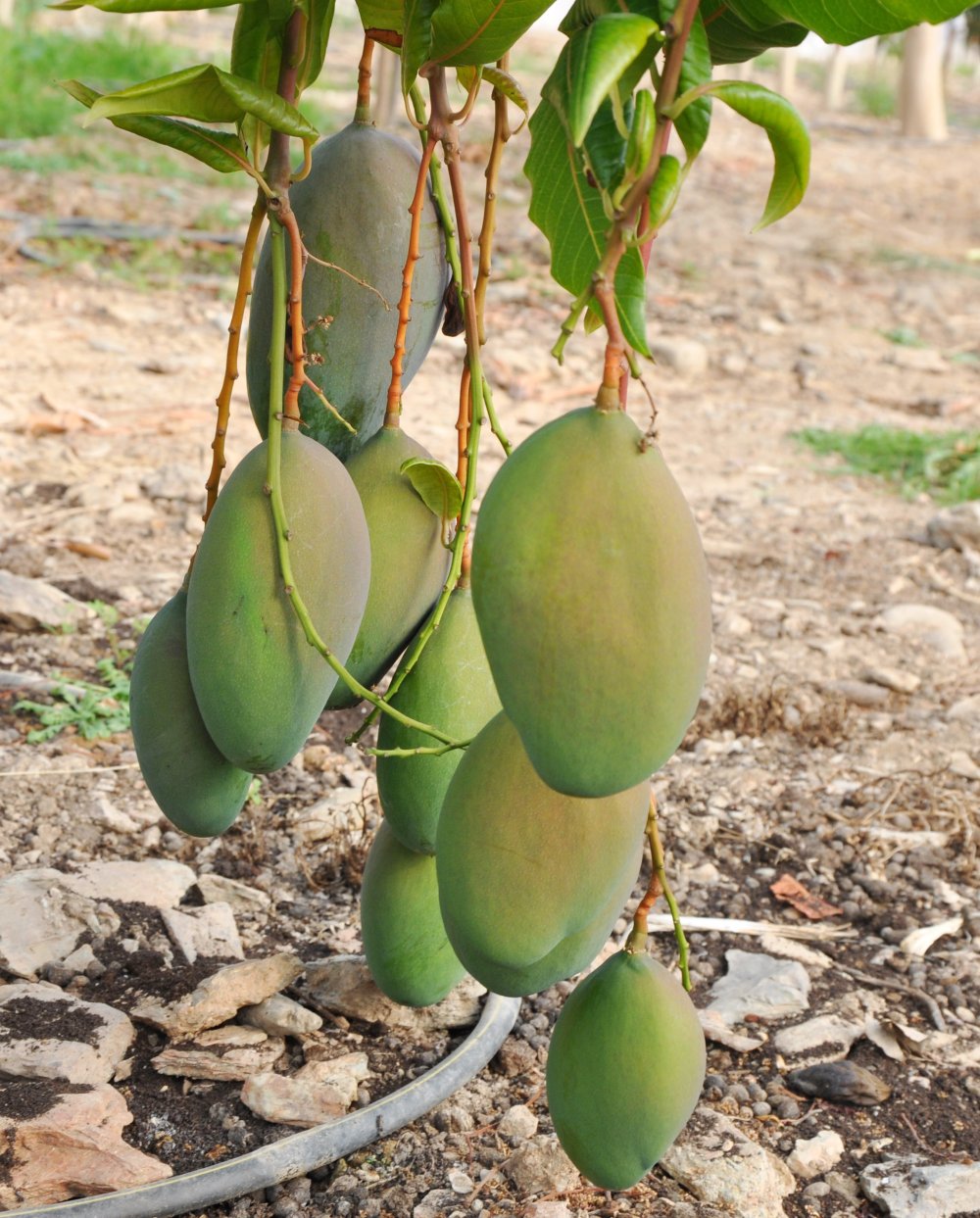 Tropik meyvelerle ilgili dikkat çeken tespit!