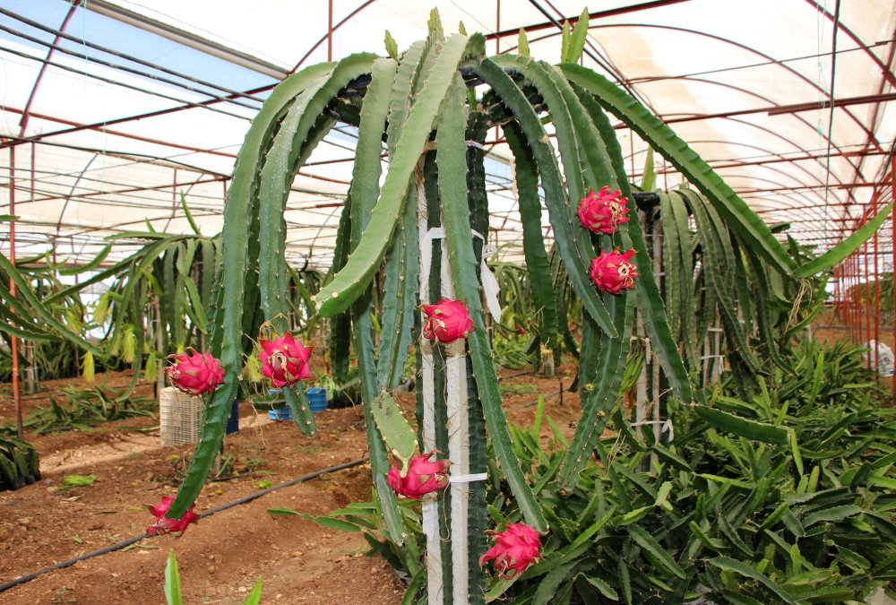 Tropik meyvelerle ilgili dikkat çeken tespit!