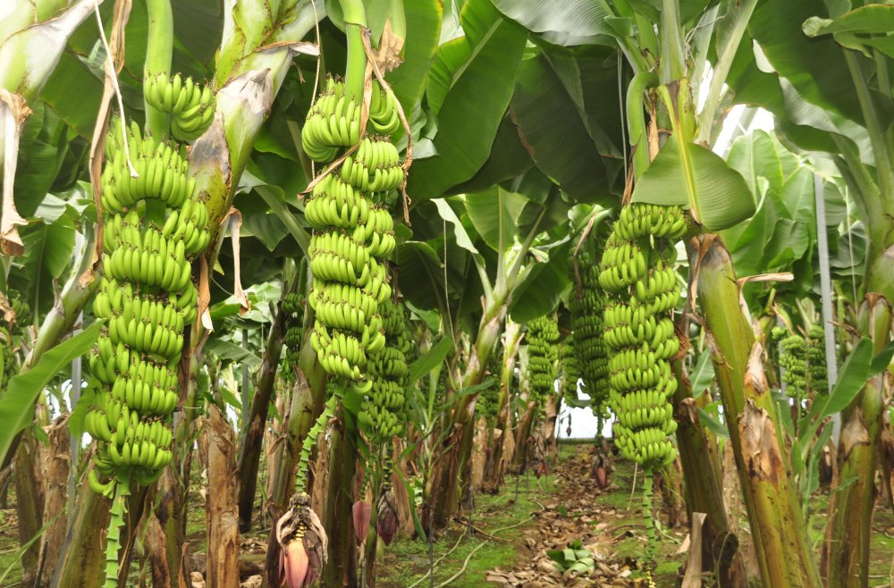 Tropik meyvelerle ilgili dikkat çeken tespit!