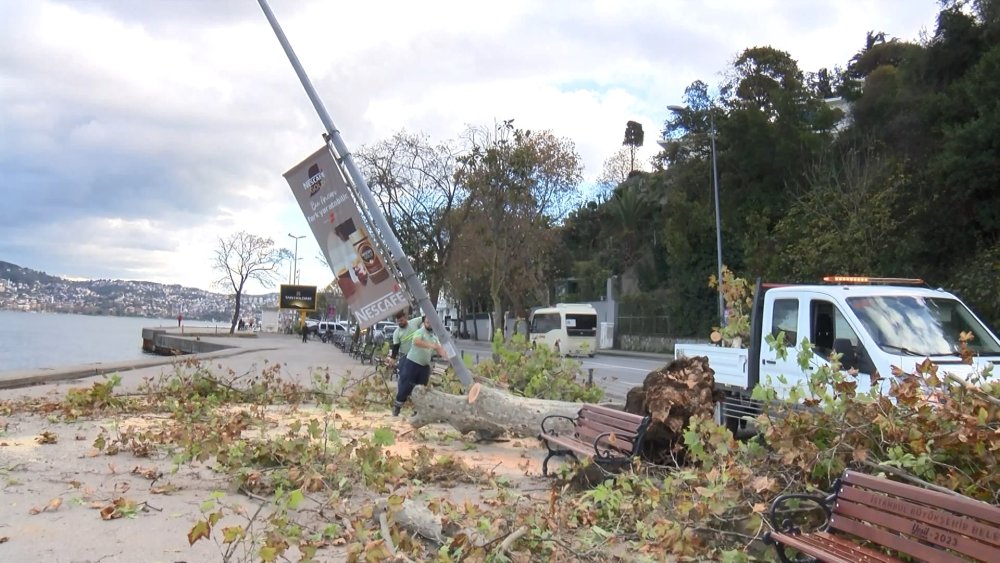 Çınar ağacı aydınlatma direğinin üzerine devrildi