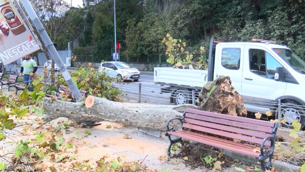 Çınar ağacı aydınlatma direğinin üzerine devrildi