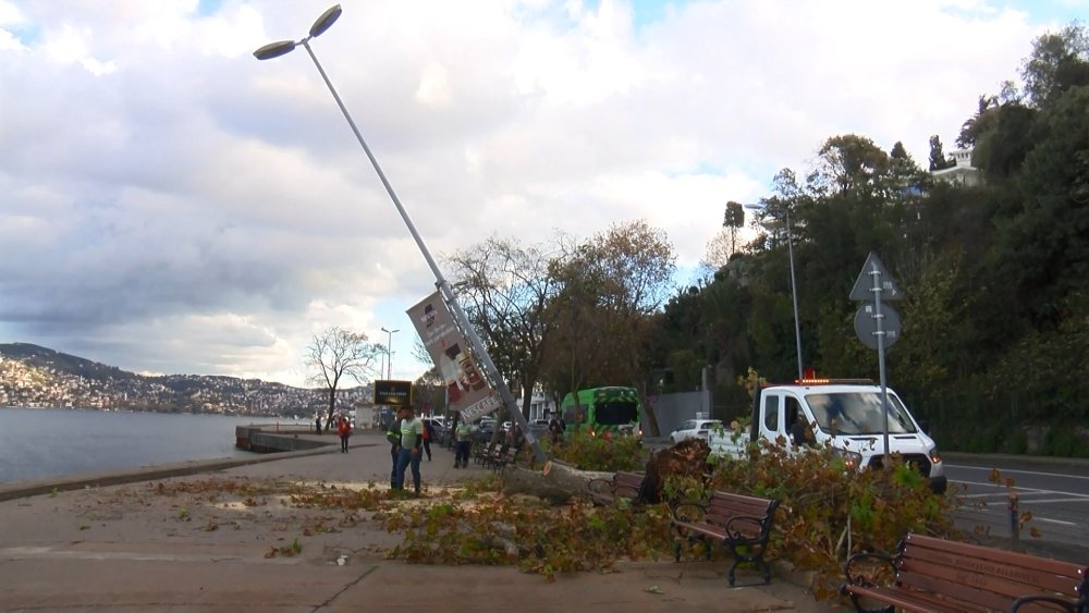 Çınar ağacı aydınlatma direğinin üzerine devrildi