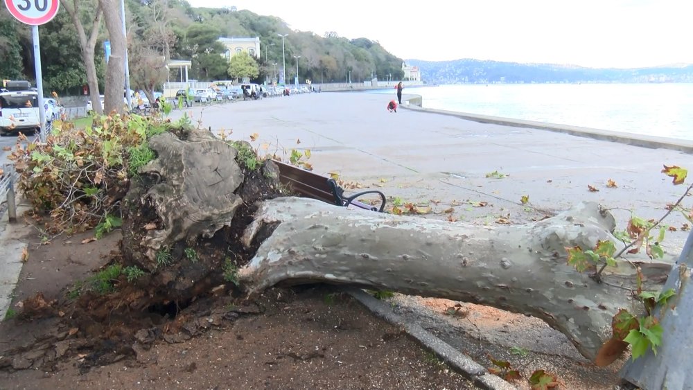 Çınar ağacı aydınlatma direğinin üzerine devrildi