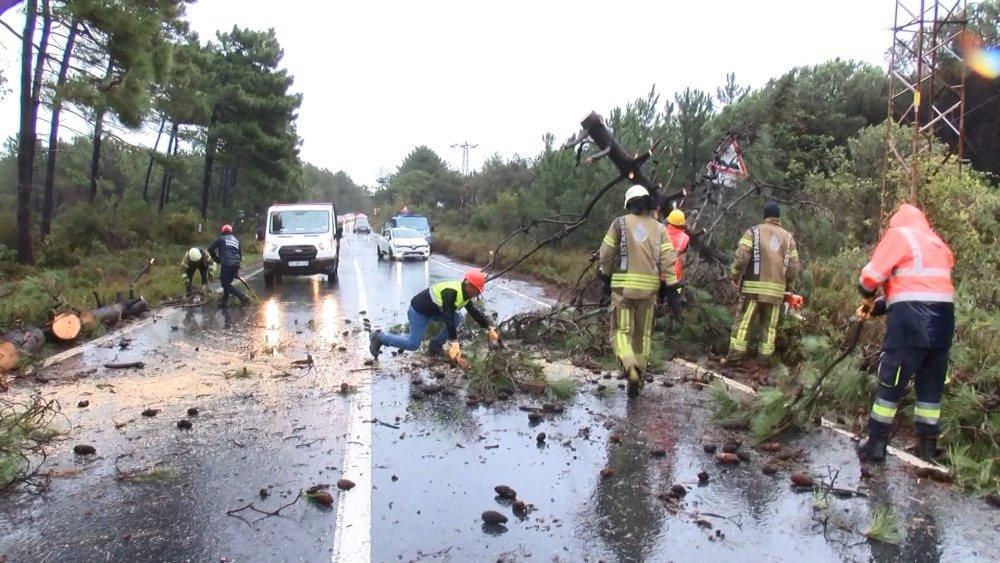 Fırtına nedeniyle ağaçlar yola devrildi