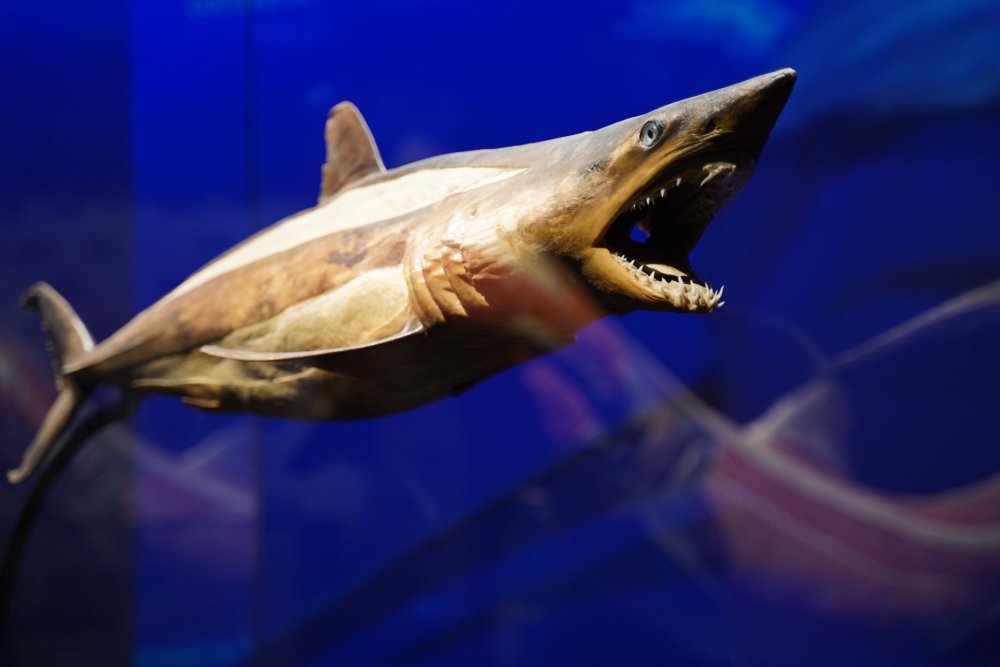 Gerçek Hayvanların Anatomi Sergisi’nin ziyaret tarihi uzatıldı