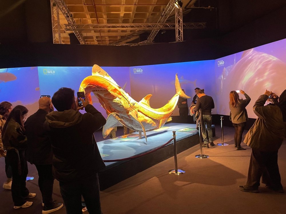 Gerçek Hayvanların Anatomi Sergisi’nin ziyaret tarihi uzatıldı