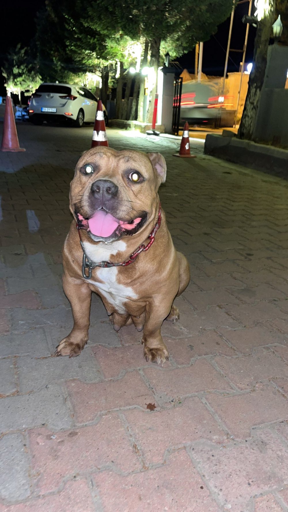 Kulübede bağlı olan köpeği çaldılar