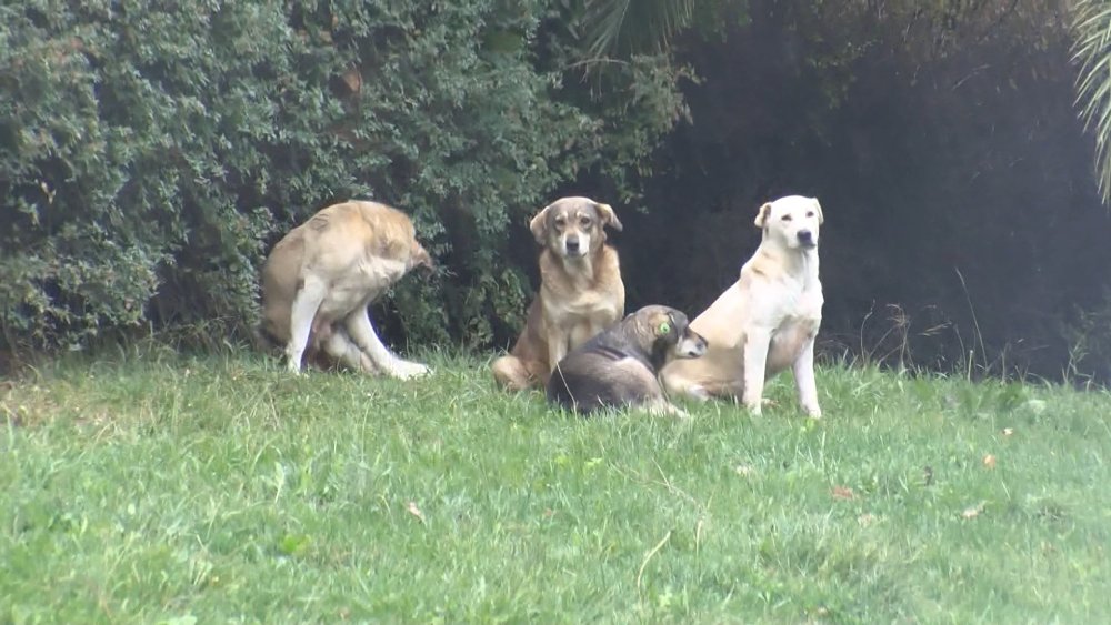 Başıboş köpekler yoldan geçenlere saldırdı