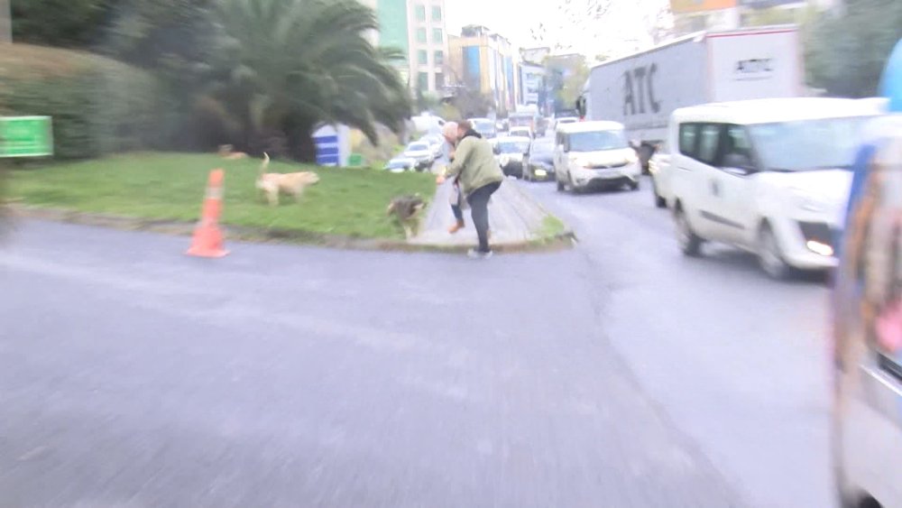 Başıboş köpekler yoldan geçenlere saldırdı