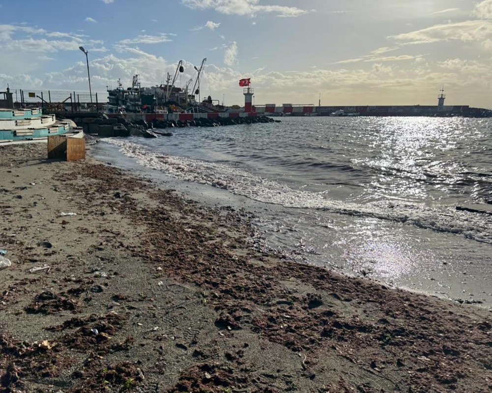 Tekirdağ'da sahil yosunla kaplandı