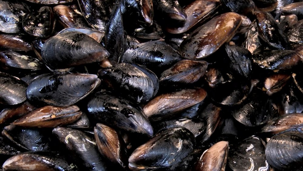 Boğaz midyesinde mikroplastik uyarısı