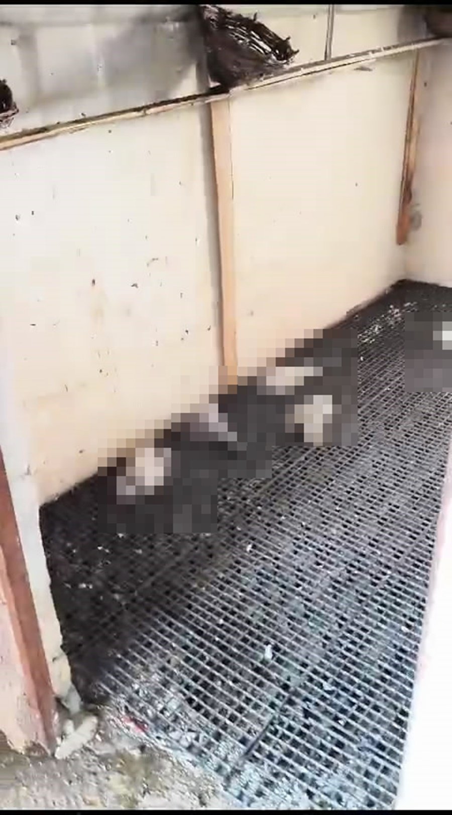 Güvercin otelinde yangın: Yüzlerce kuş telef oldu