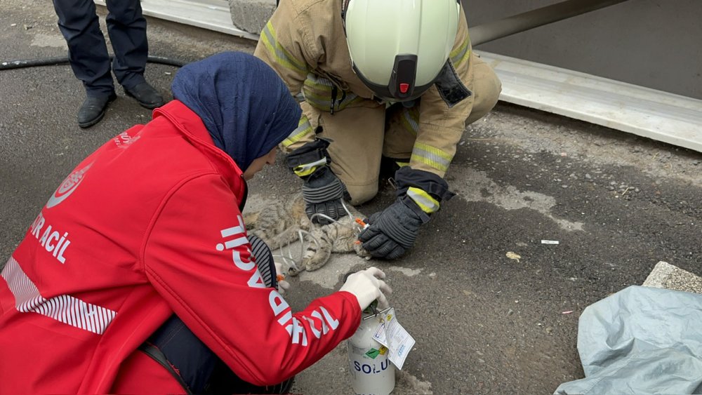 4 katlı binada yangın; dumandan etkilenen kedi kurtarılamadı