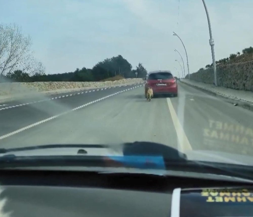 Yol kenarına atılan köpeğin sahibi aranıyor