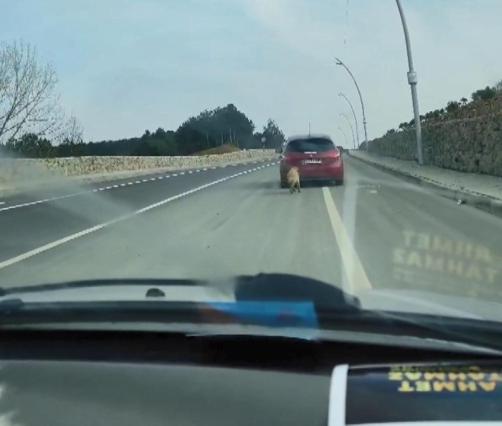 Yol kenarına atılan köpeğin sahibi aranıyor