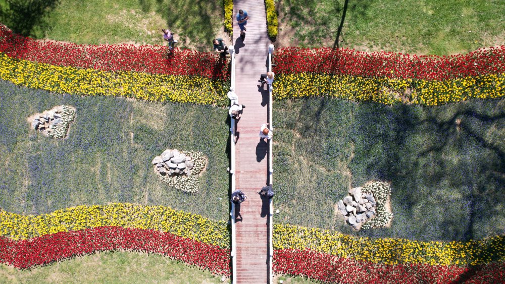 İstanbul'da lale şöleni: 8 milyon lale dikildi