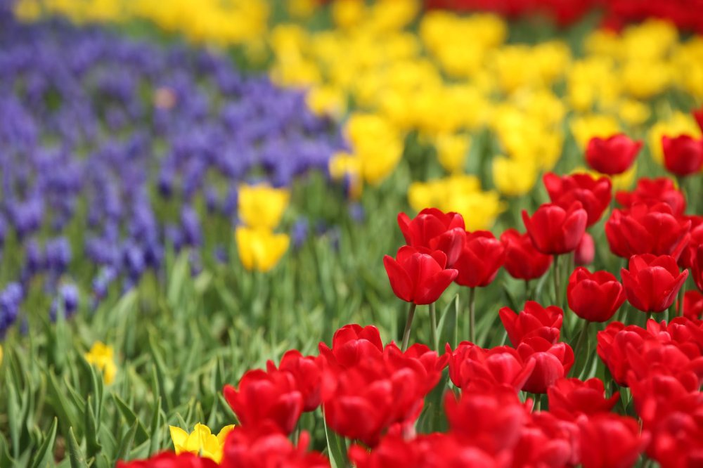 İstanbul'da lale şöleni: 8 milyon lale dikildi