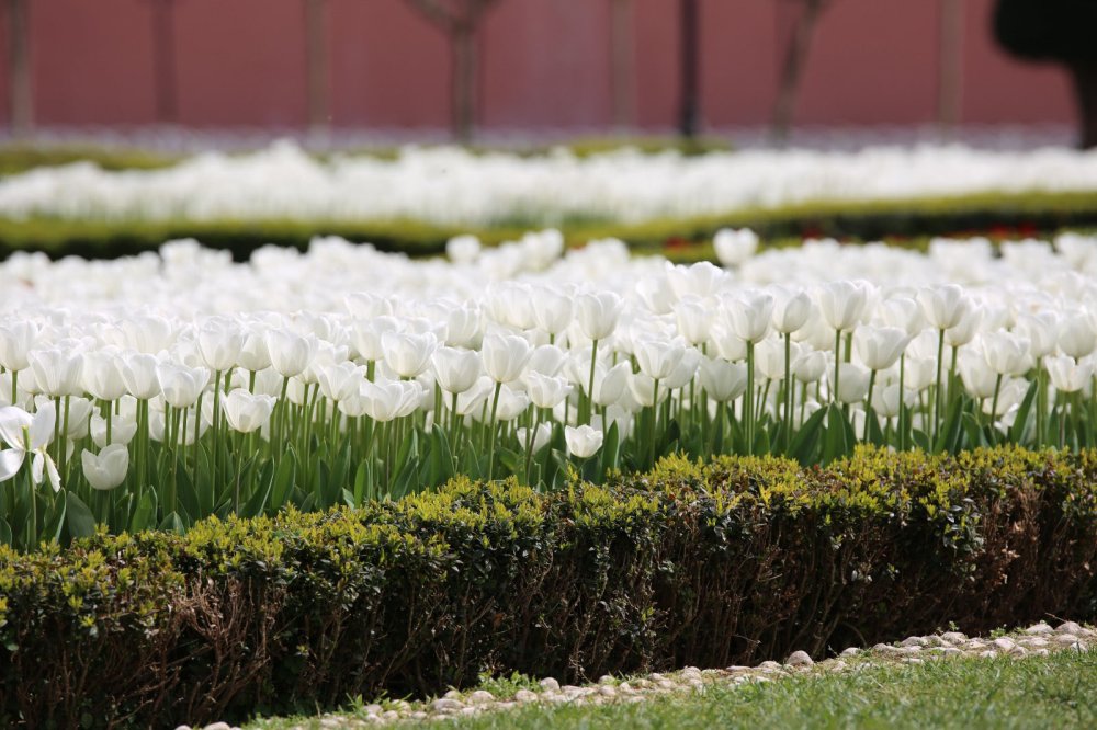 İstanbul'da lale şöleni: 8 milyon lale dikildi