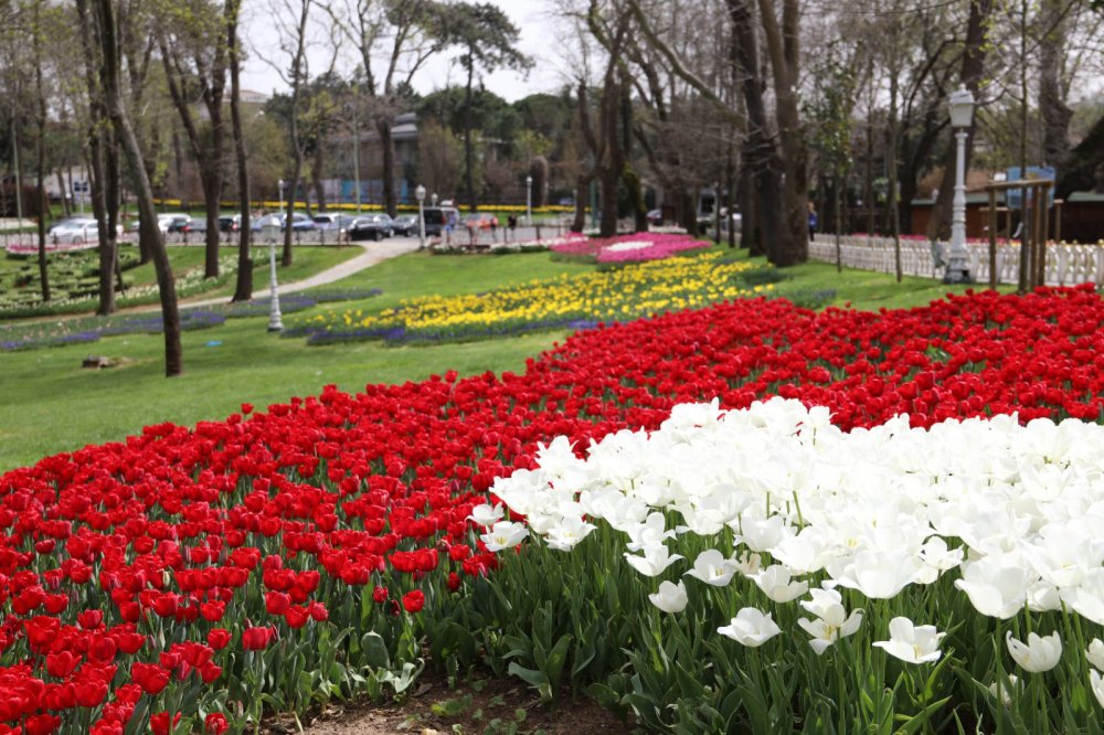 İstanbul'da lale şöleni: 8 milyon lale dikildi