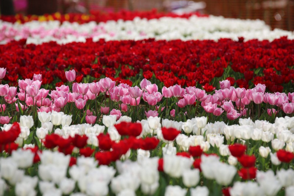 İstanbul'da lale şöleni: 8 milyon lale dikildi