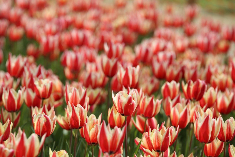 İstanbul'da lale şöleni: 8 milyon lale dikildi