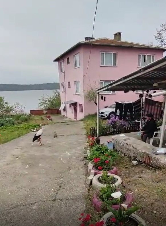 Balıkçı Adem Yılmaz, Yaren Leyleği balıklarla besledi