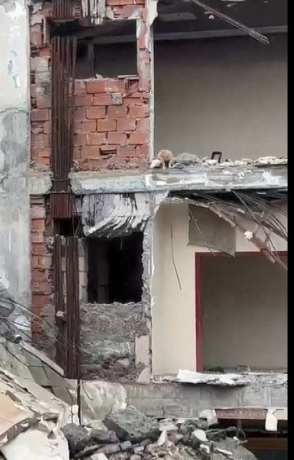 Bina yıkımında kedi paniği!