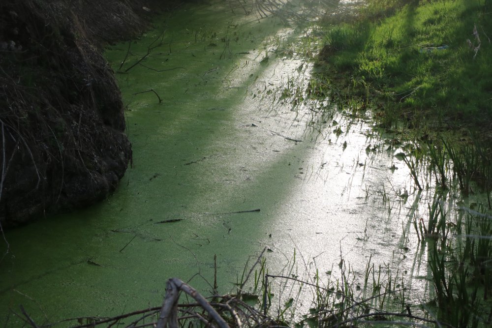 Gerede Çayı’ndaki kirlilik bitmedi