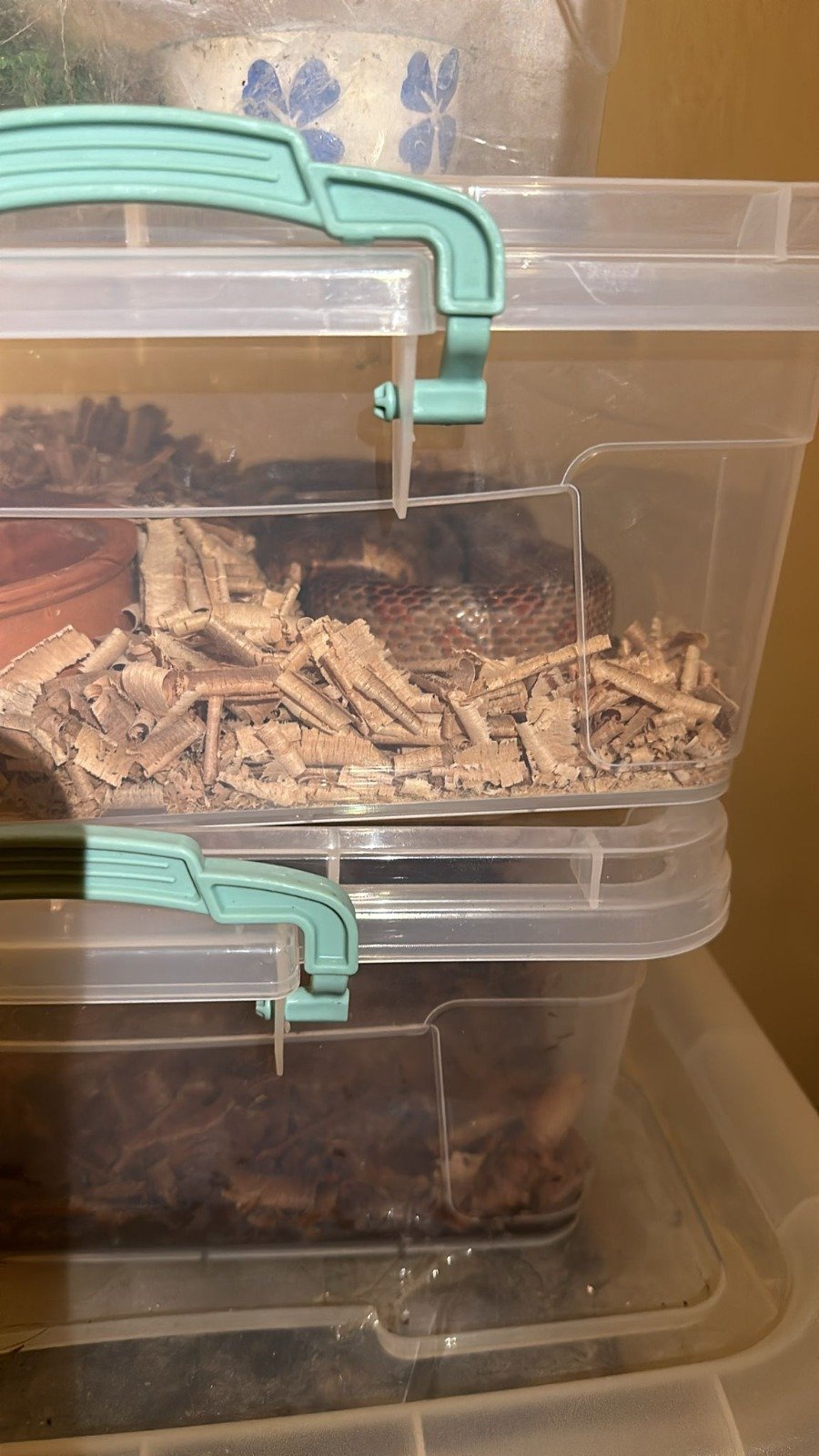 İstanbul'da hayvan kaçakçılığı operasyonu: 'Komodo ejderi, yavru timsah, parmak maymun, tarantula...'