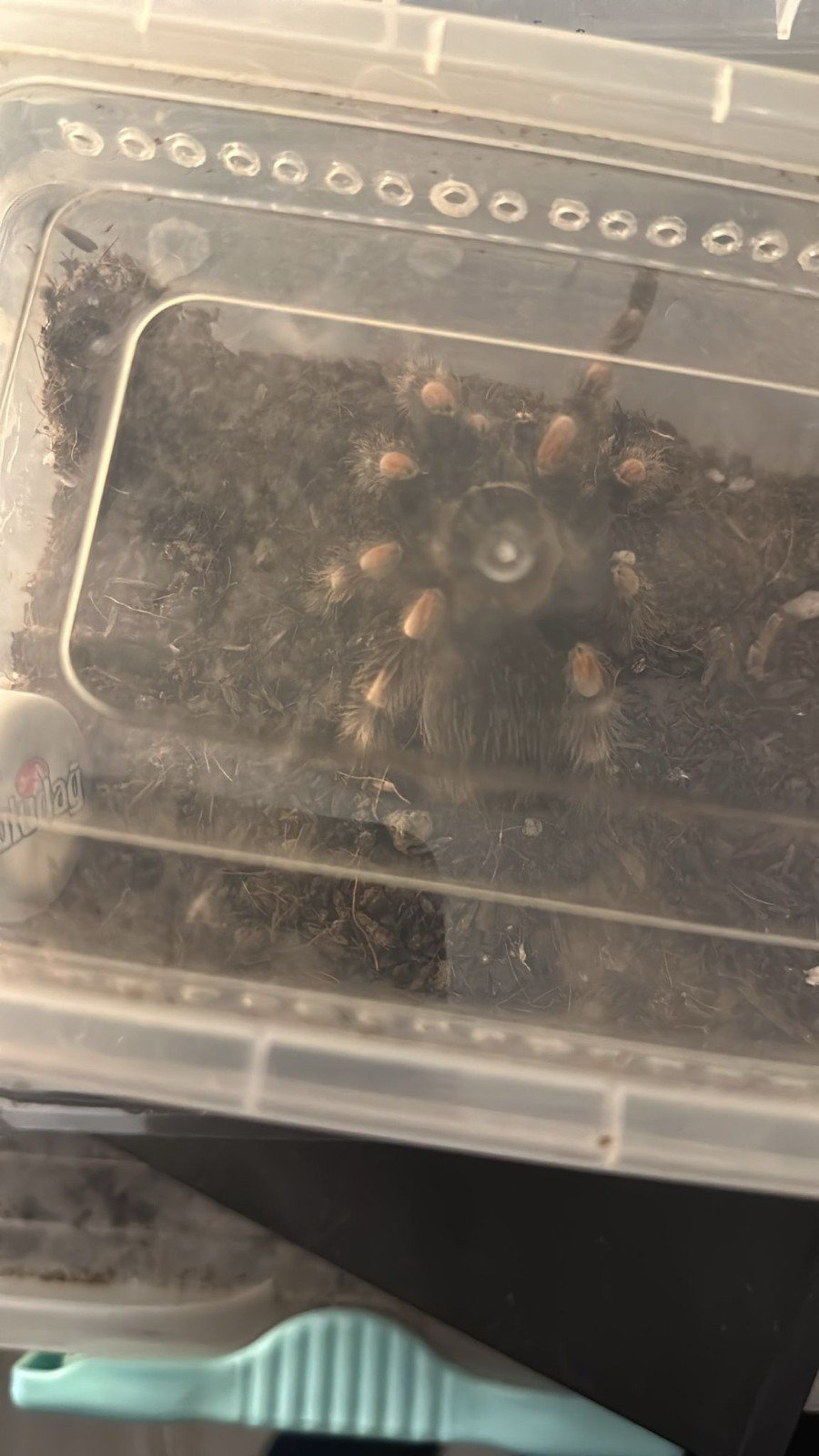 İstanbul'da hayvan kaçakçılığı operasyonu: 'Komodo ejderi, yavru timsah, parmak maymun, tarantula...'