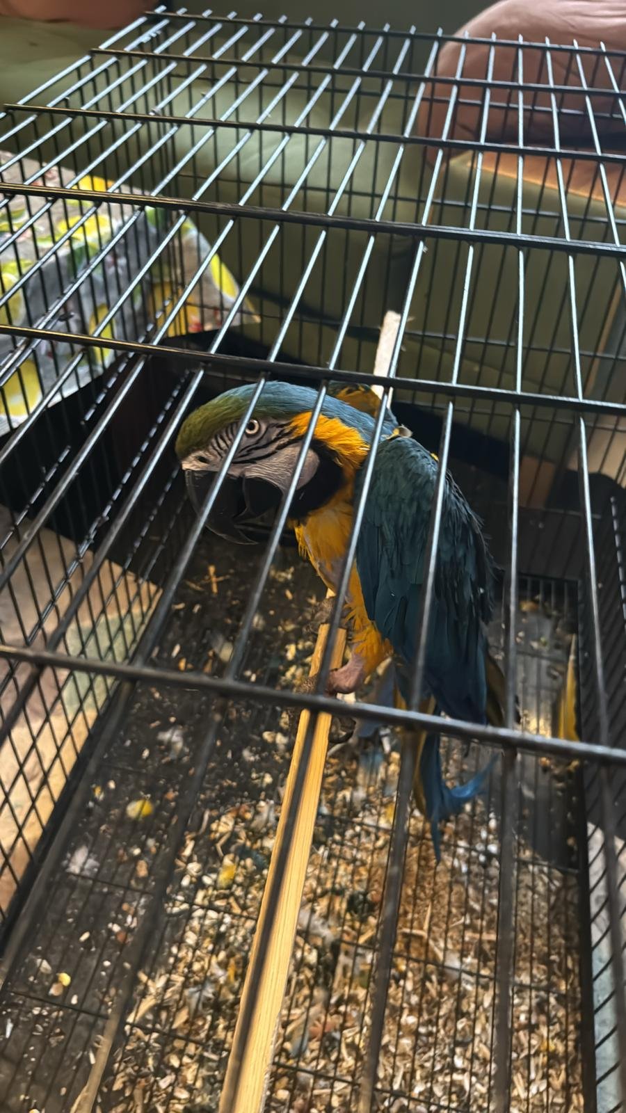 İstanbul'da hayvan kaçakçılığı operasyonu: 'Komodo ejderi, yavru timsah, parmak maymun, tarantula...'