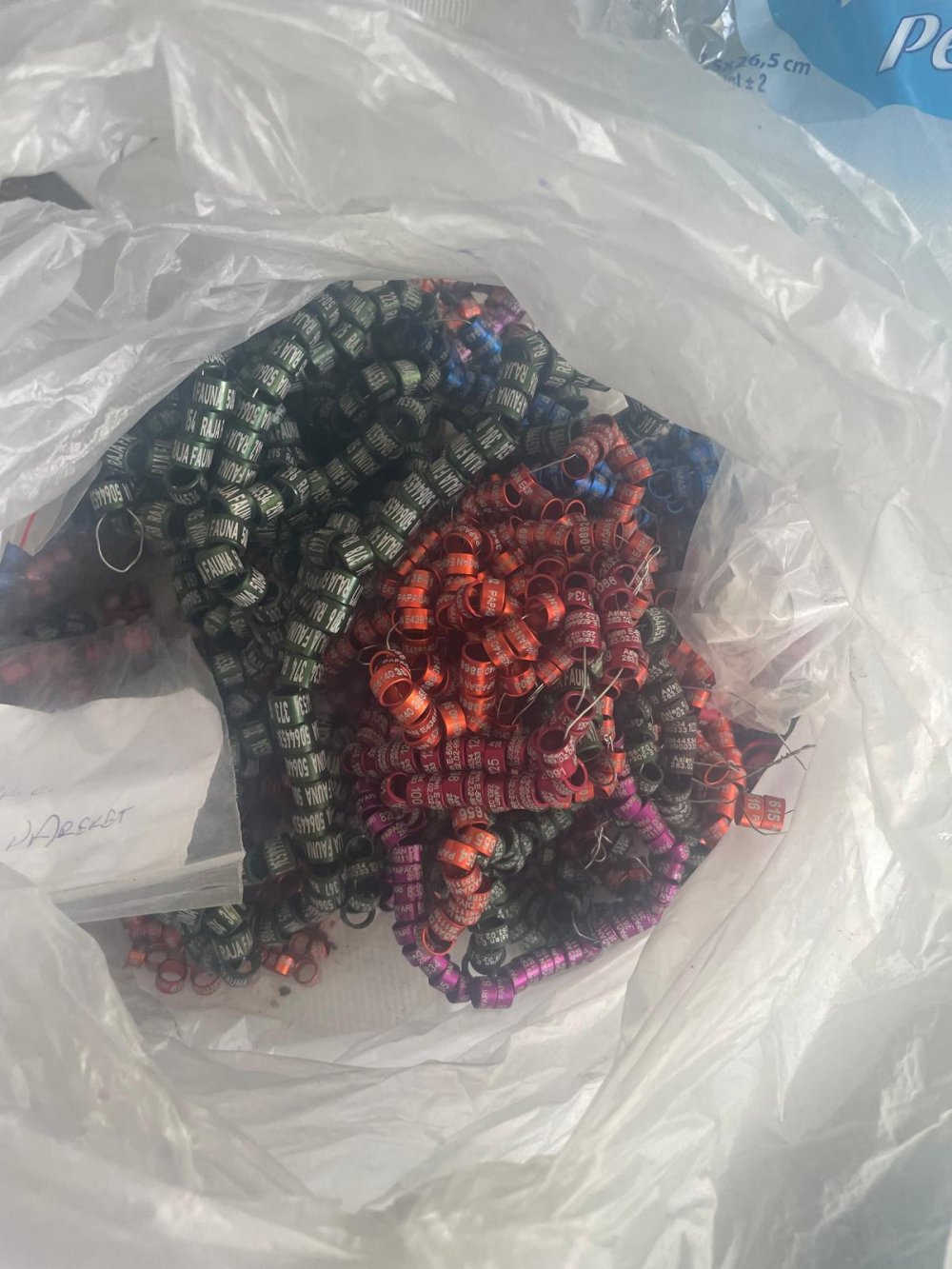 İstanbul'da hayvan kaçakçılığı operasyonu: 'Komodo ejderi, yavru timsah, parmak maymun, tarantula...'