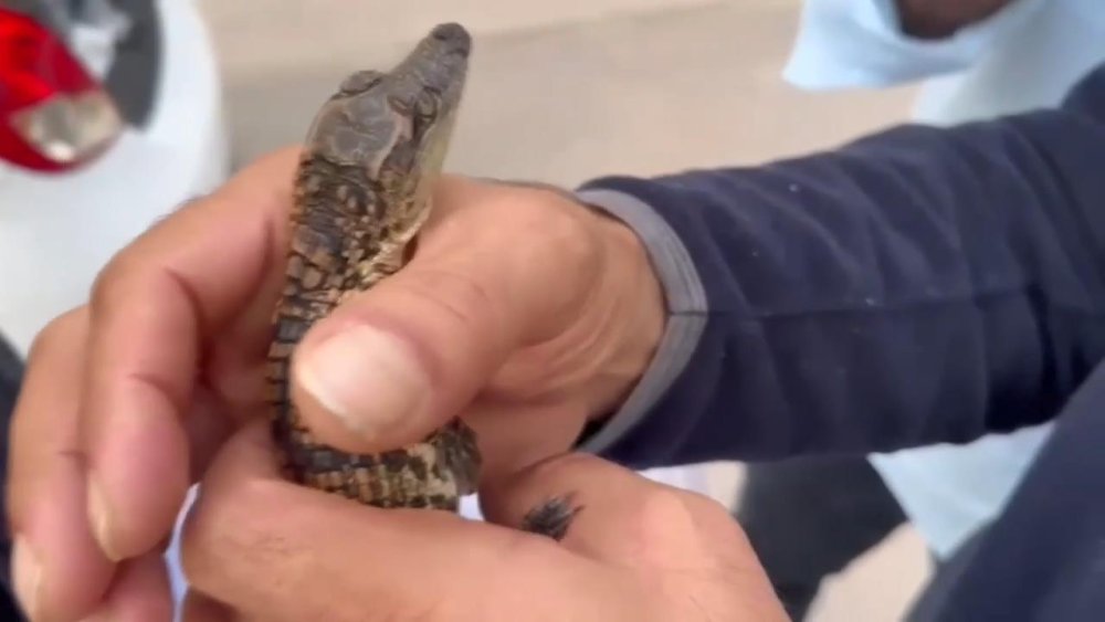 İstanbul'da hayvan kaçakçılığı operasyonu: 'Komodo ejderi, yavru timsah, parmak maymun, tarantula...'