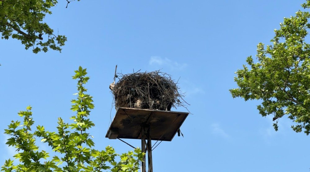 Mahallenin maskotu olan leylek, 24 saat kamerayla izlenecek