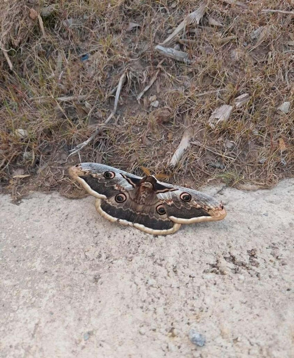 Tavus kelebeğini kanatlarındaki desenler kuşlardan koruyor
