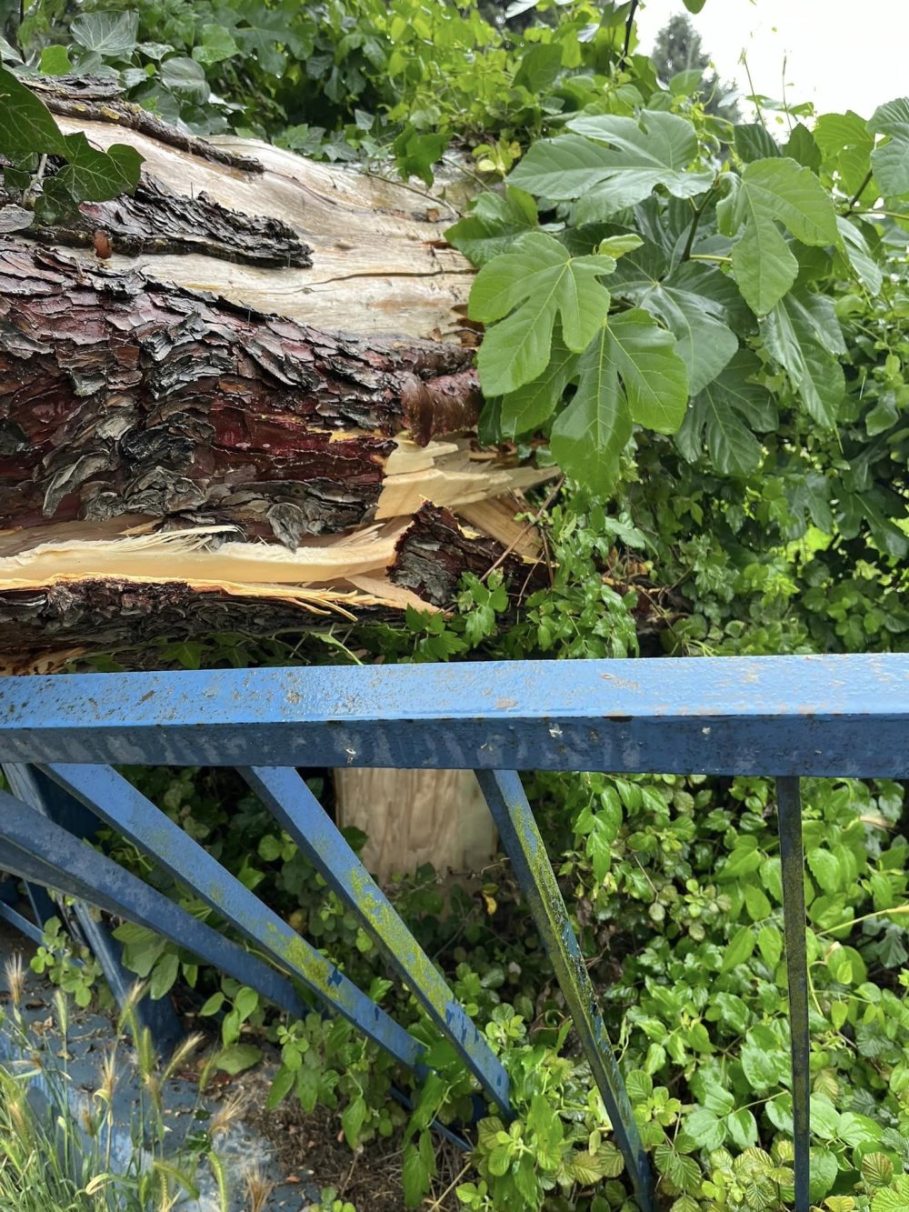 Düzce'de kuvvetli rüzgar ve sağanak: Ağaçlar devrildi, araçlar hasar gördü