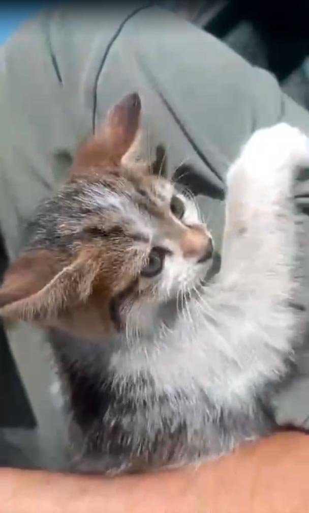 Kediyi önce ezilmekten kurtardı, sonra yuva buldu