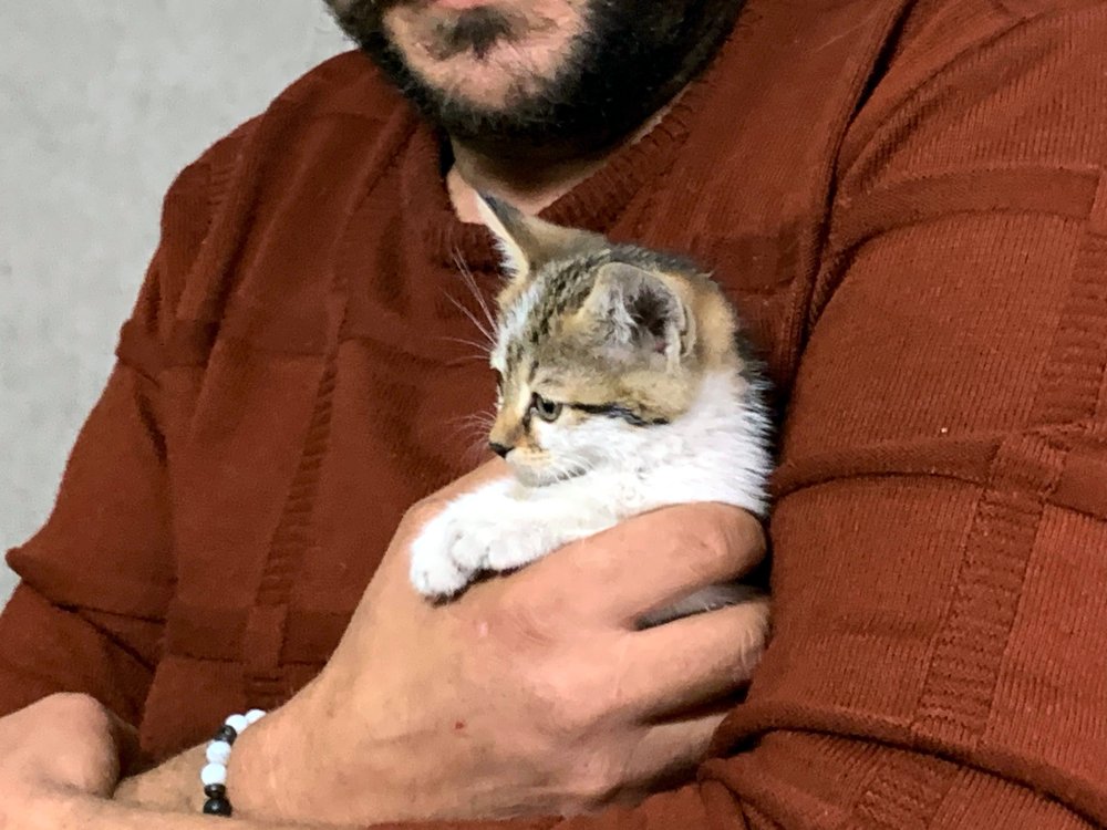 Kediyi önce ezilmekten kurtardı, sonra yuva buldu