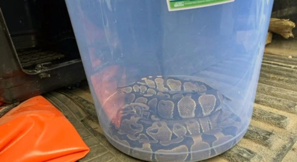 Evinde 2 kraliyet pitonu ele geçirilen kişiye para cezası!