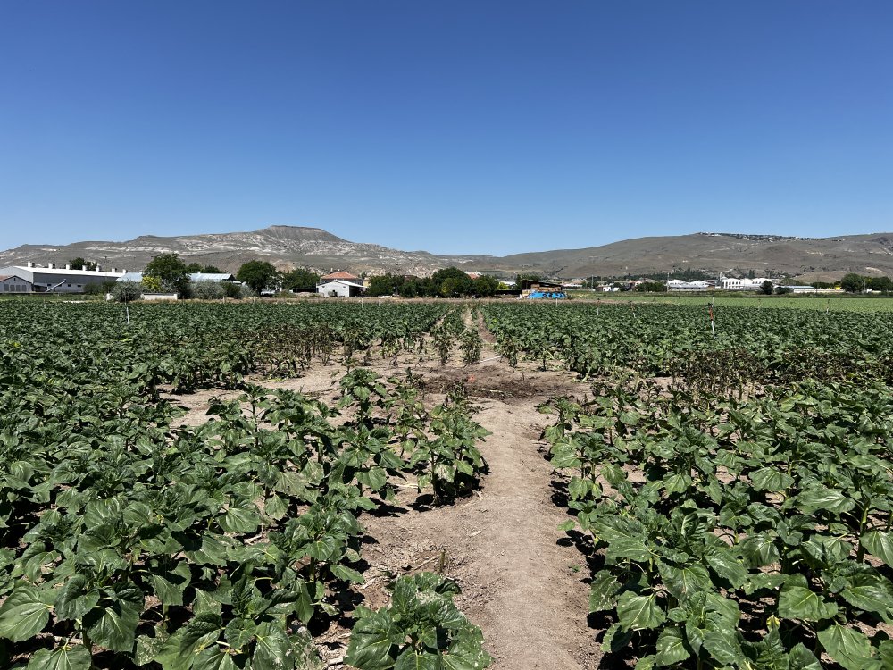 İki pilotun şehit olduğu kazanın görgü tanıkları anlattı: 'Cenazeler yanmasın diye mücadele ettik'