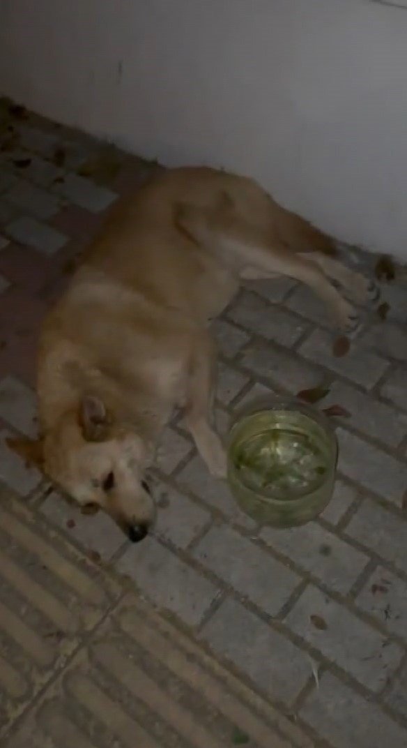 İstanbul'da mide bulandıran olay: Köpeğe cinsel istismar şüphelisi gözaltına alındı