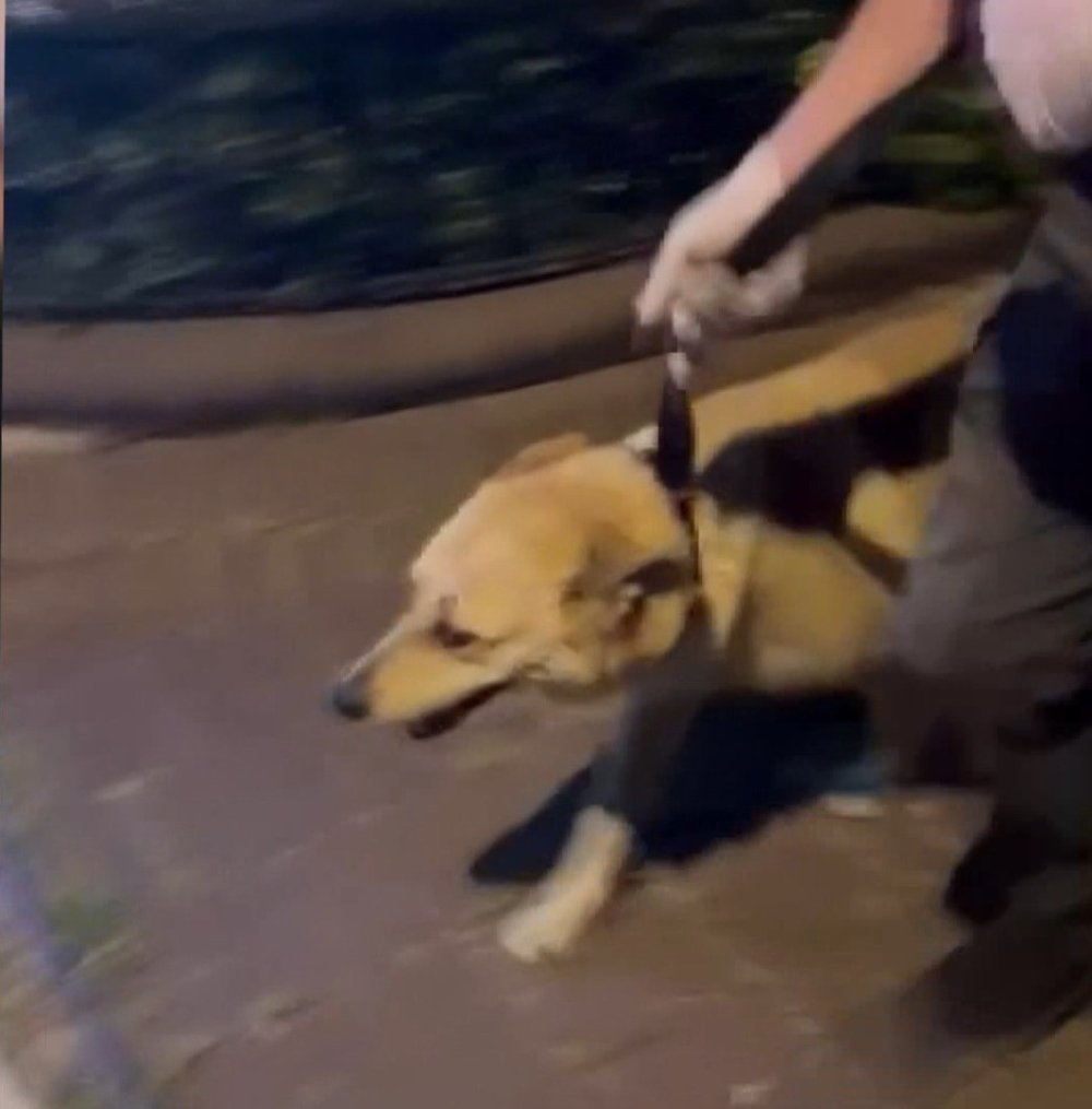İstanbul'da mide bulandıran olay: Köpeğe cinsel istismar şüphelisi gözaltına alındı