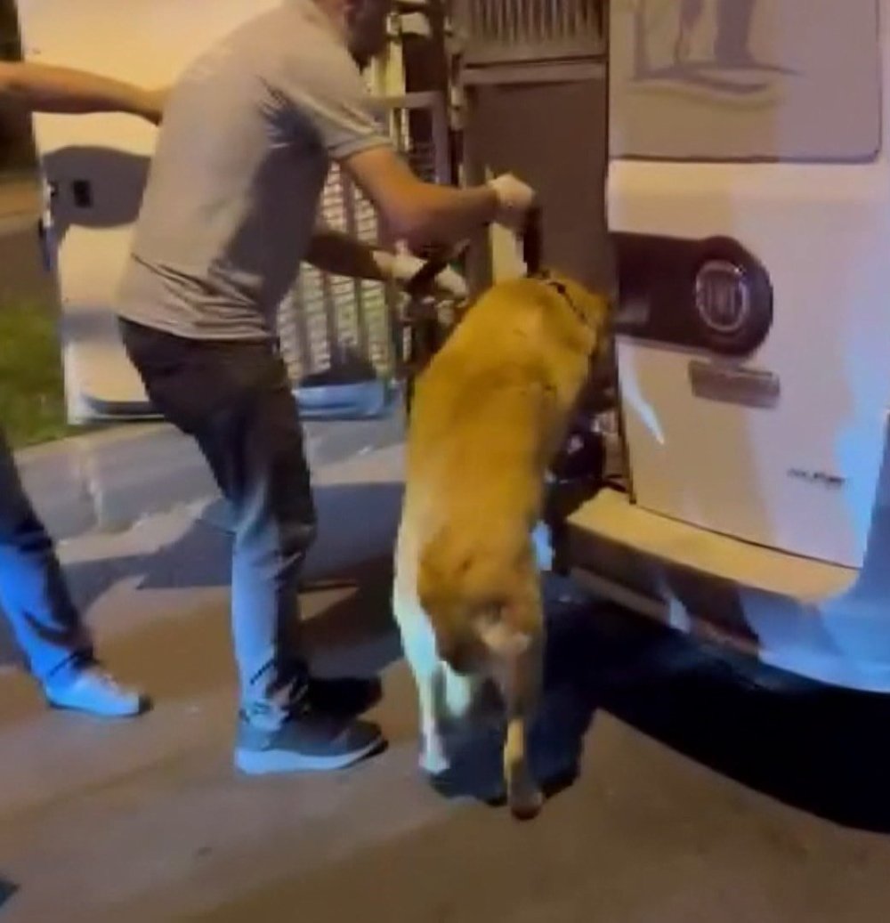 İstanbul'da mide bulandıran olay: Köpeğe cinsel istismar şüphelisi gözaltına alındı