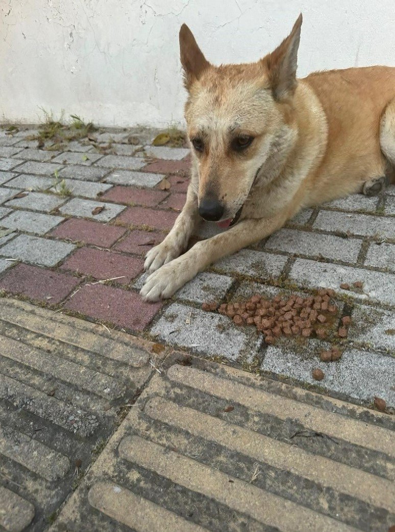 İstanbul'da mide bulandıran olay: Köpeğe cinsel istismar şüphelisi gözaltına alındı