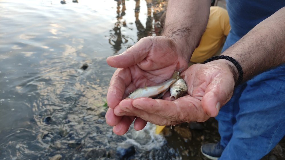 Edirne'de üretilen 3 milyon yavru sazan Bursa'da göl ve göletlere bırakıldı