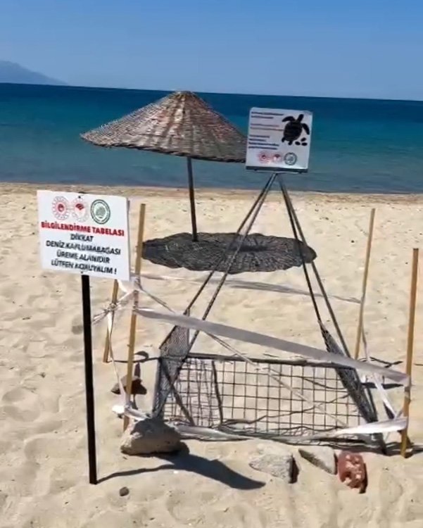 Saros'ta caretta caretta yuvası, korumaya alındı