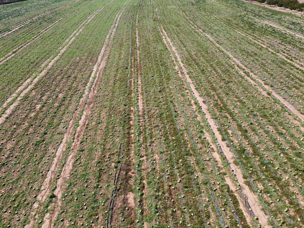 Tekirdağ'da dolunun zarar verdiği 700 dönüm karpuz tarlada kaldı!