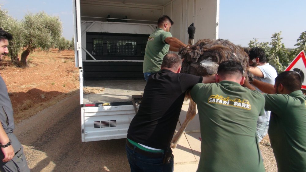 Kilis'te bir mahallede deve kuşu bulundu